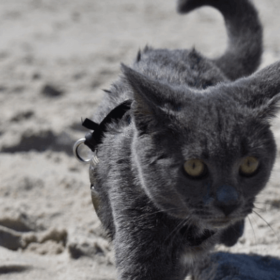 고양이 모래 종류